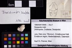 Foto (Objket + Etiketten) von Decapoda indet. 